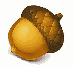 acorn