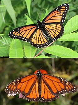 milkweed
