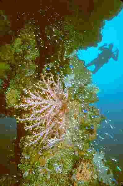 truk lagoons underwater paradise