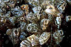 Dreissena_polymorpha
